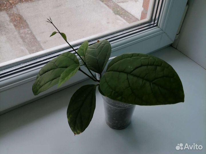 Клеродендрум Томпсона