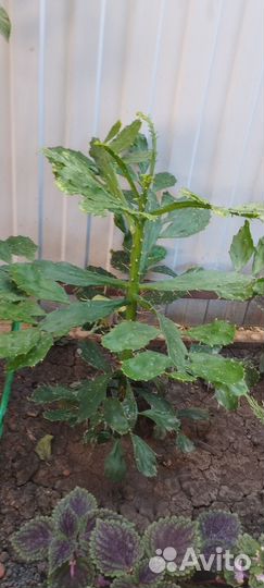 Большой кактус