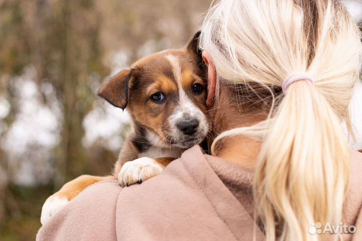Щенок девочка в дар
