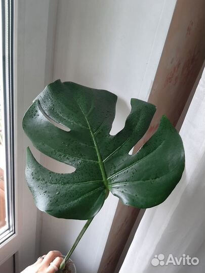 Монстера черенок