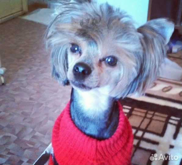 Стрижка кошек и собак,экспресс линька кошкам