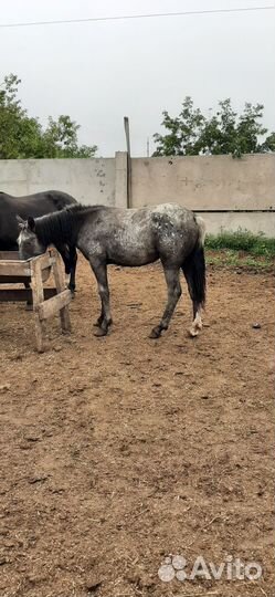 Продам быков и лошадей