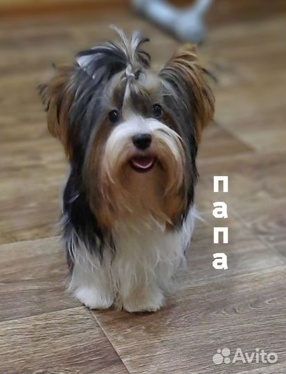 Щенок бивер йорка