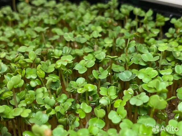 Микрозелень рукола