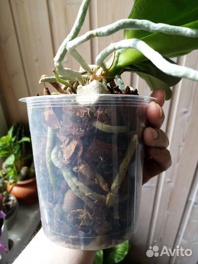 Орхидея фаленопсис мультифлора