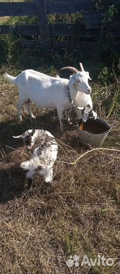 Коза дойная с козлятами 1,5года