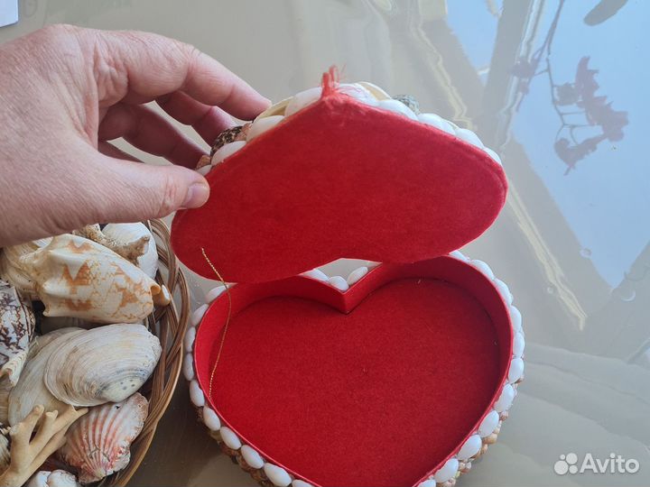 Морские ракушки