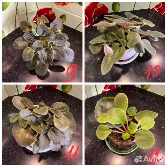 Комнатные цветы фиалки