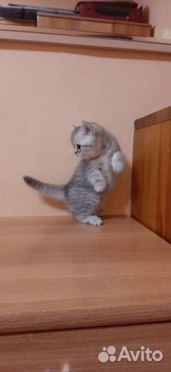 Британские котята серебристой шиншиллы и другие