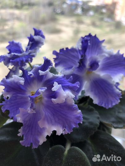 Фиалки сортовые