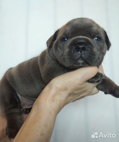 Американский булли