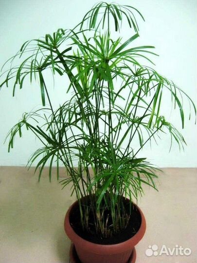 Комнатные растения