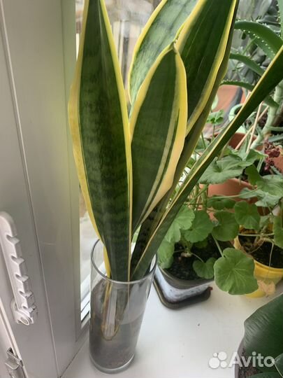 Сансевиерия