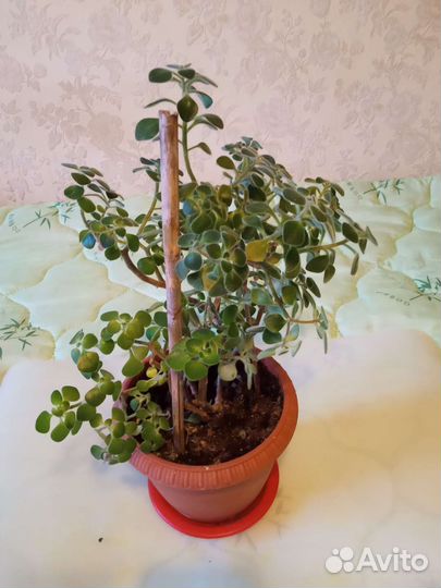 Цветок Любви