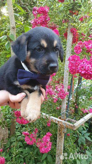 Щенки в добрые руки