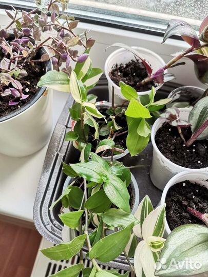 Традесканция тайская, зебрина