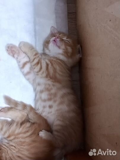 Шотландские котята