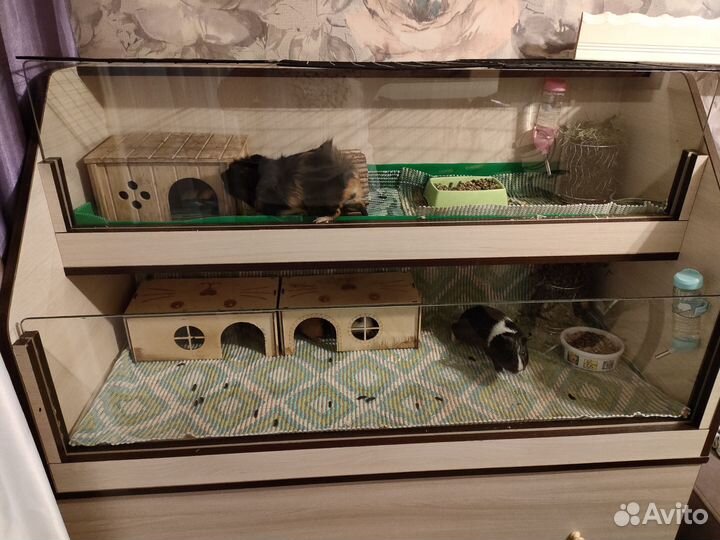 Морская свинка бесплатно