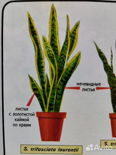 Большой комнатный цветок