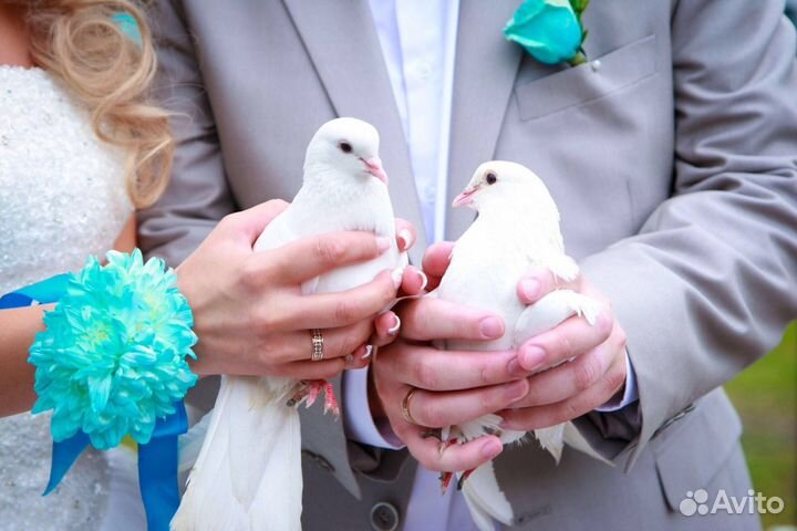 Голуби на свадьбу