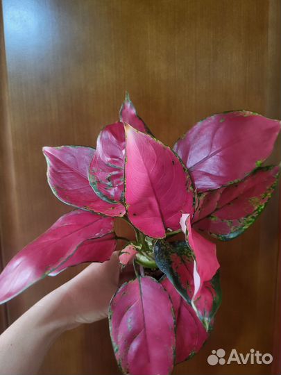 Бронь.Аглаонема 'Cherry Baby'