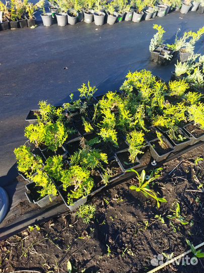 Саженцы ива, туи, межжевельник, клубника