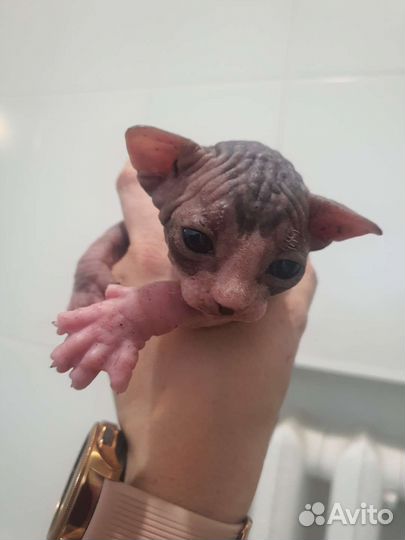 Канадский сфинкс эльф котенок