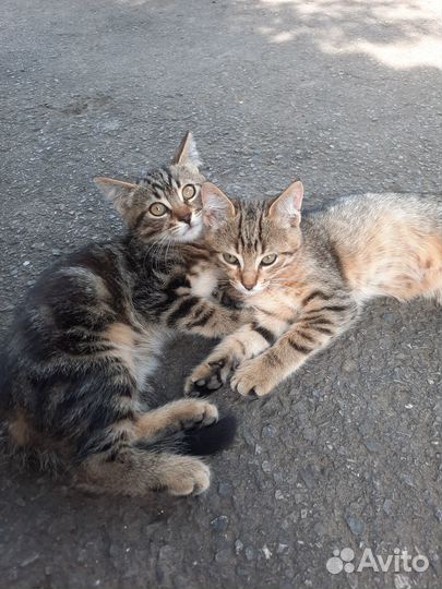 Отдам в добрые руки