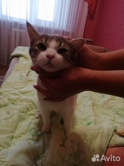 Кошки в добрые руки