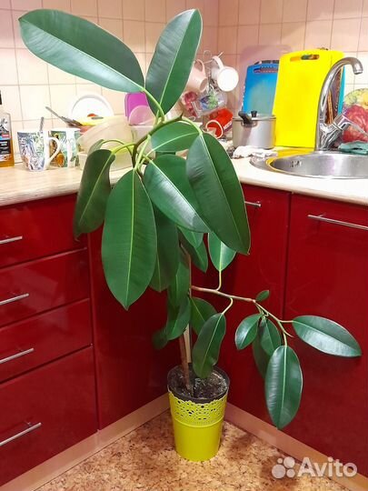 Комнатные растения