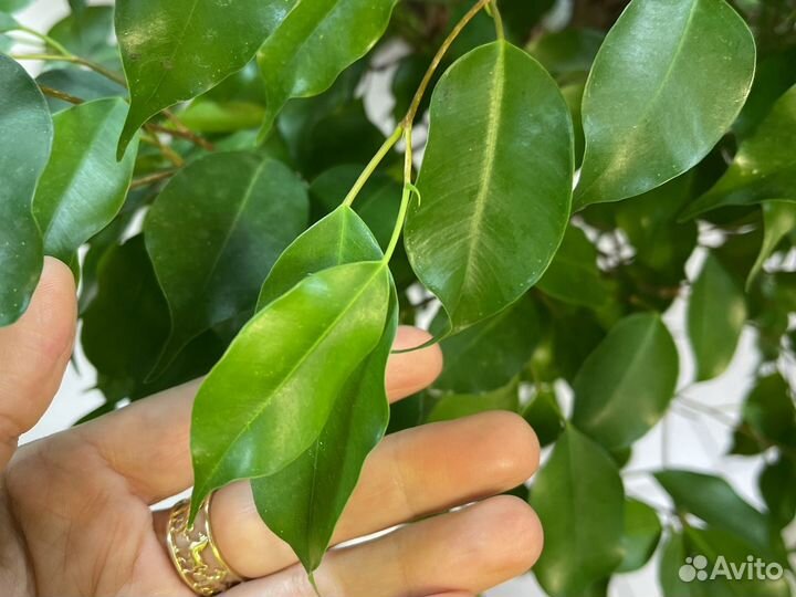 Фикус Бенджамина
