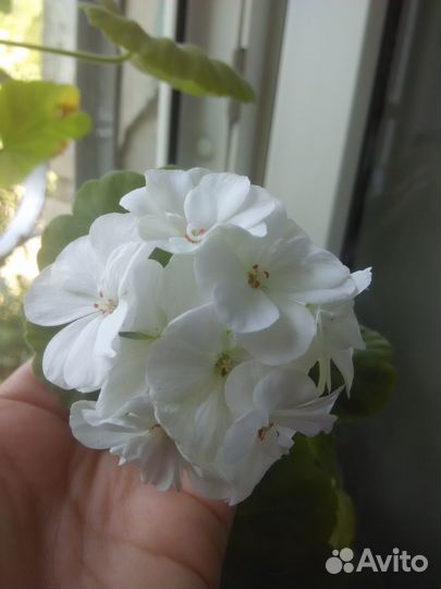 Пеларгония герань зональная