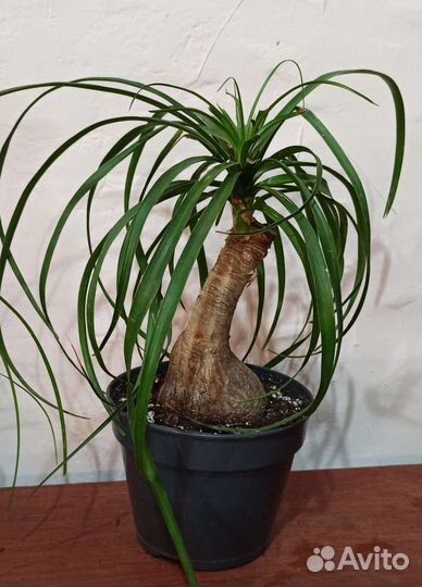 Нолина (Бокарнея)