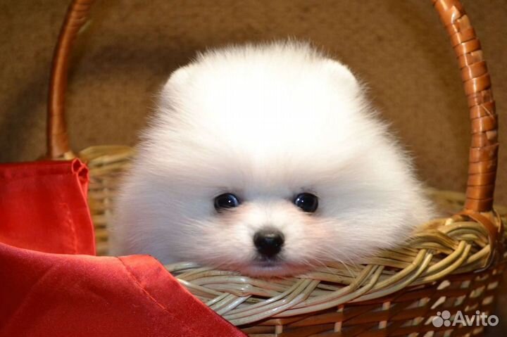 Маленькая мини мишка