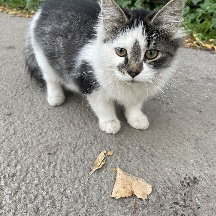 Котята в добрые руки даром