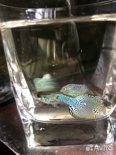 Вуаль Гуппи зеленая кобра