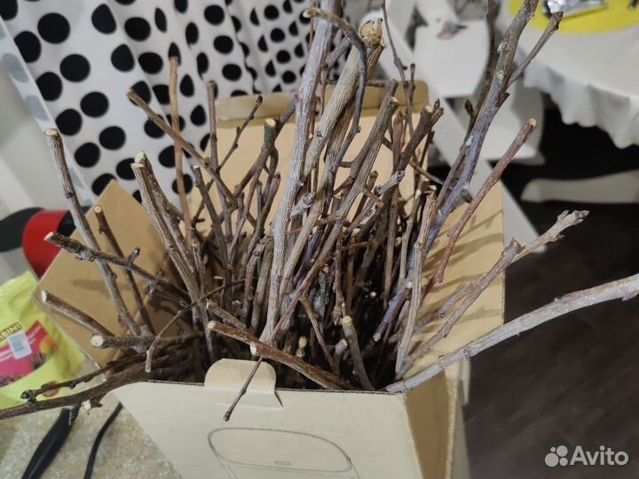 Ветки яблони