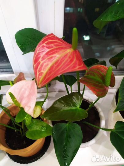 Антуриумы сортовые 3 вида