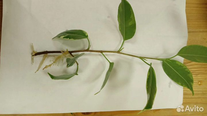 Фикус бенджамина