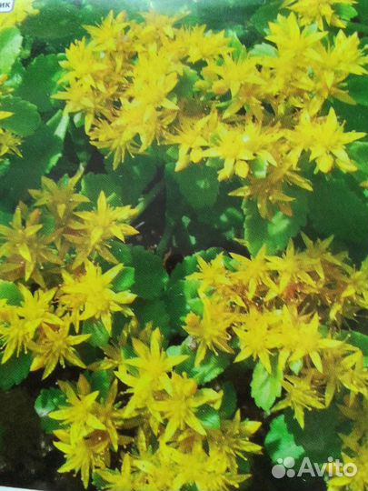 Арабис белый,котовник,шалфей,очиток желтый