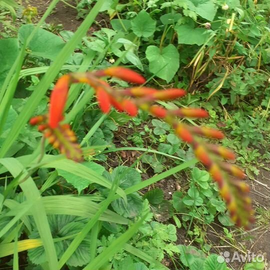 Цветы для сада