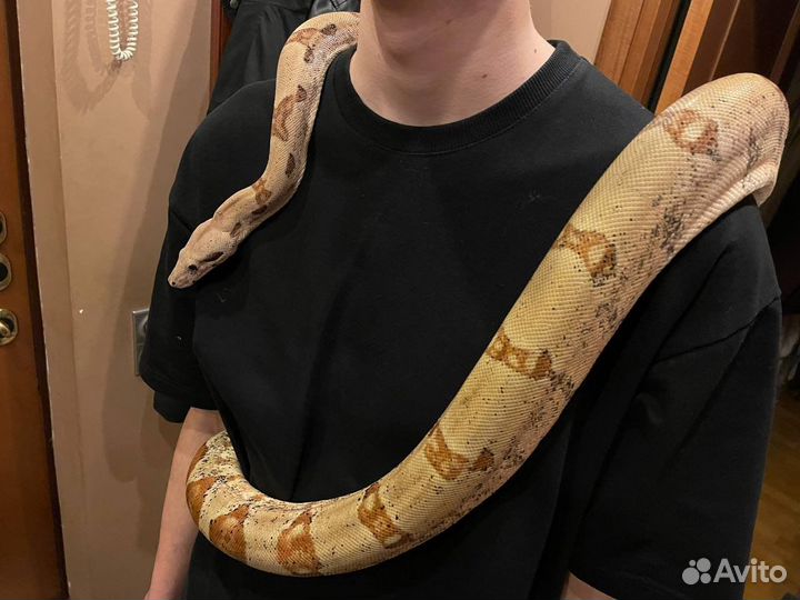 Императорский удав взрослый