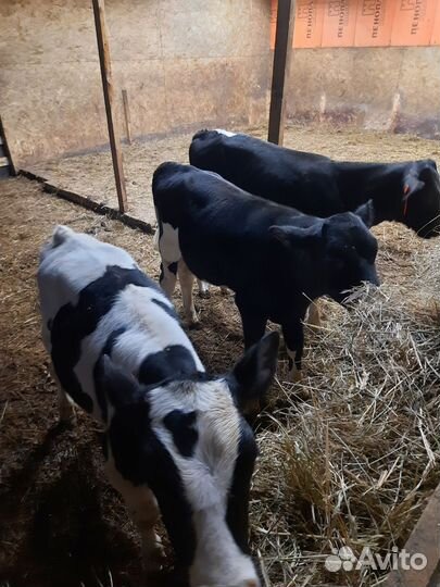 Телята бычки бык