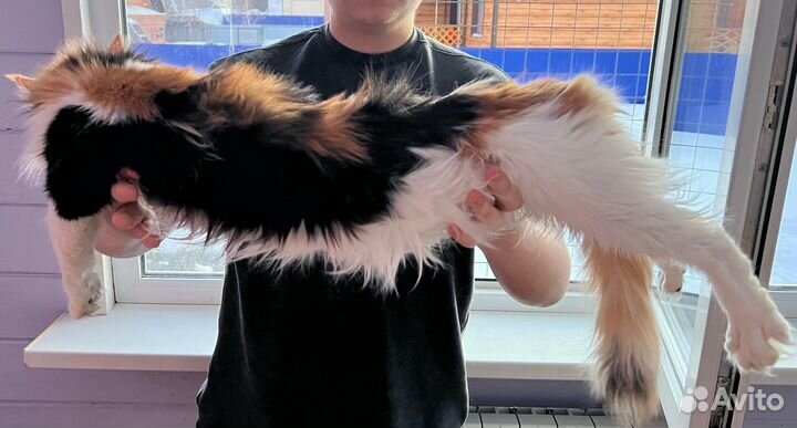 Девочка мейн кун в добрые руки