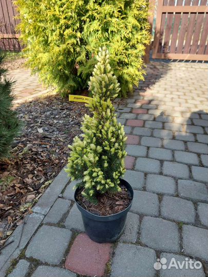 Ель канадская Дейзи Уайт С2 30-40см