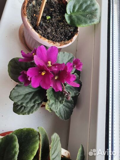 Фиалка сенполия