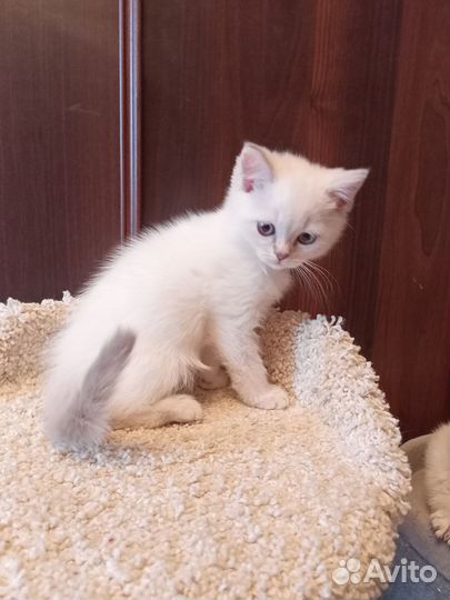 Очаровательный британчик