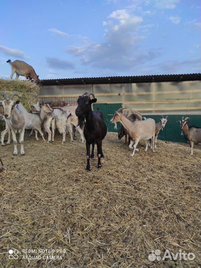 Коза дойная альпийская