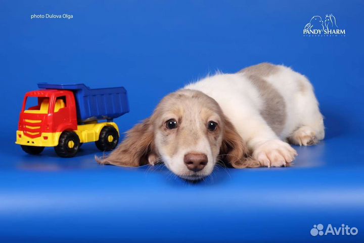 Щенки Таксы лиловый пайболд. Эксклюзив