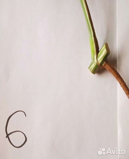 Монстера вариегатная альба